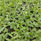Corncockle Plants (Agrostemma githago)