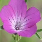 Annual Wildflower Plant Collection