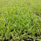 Cornflower Plants (Centaurea cyanus)