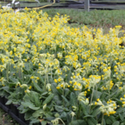 Cowslip Plants (Primula veris)