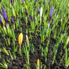 Large Flowering Mixed Crocus In The Green Bulbs