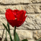 Crystal Beauty Tulip Bulbs web