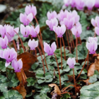 Wild Cyclamen Tubers (Cyclamen hederifolium)