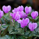 Wild Cyclamen Tubers (Cyclamen hederifolium)
