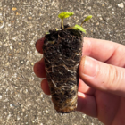 Dark Mullein Plug Plants (Verbascum nigrum)