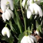Double Snowdrop (Flore Pleno) Bulbs (Galanthus nivalis f. pleniflorus)
