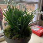 Double Snowdrop (Flore Pleno) Bulbs (Galanthus nivalis f. pleniflorus)