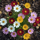 Dwarf Cosmos