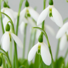 Giant Snowdrop Bulbs In The Green (Galanthus elwesii)