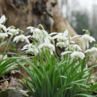 Double Snowdrop (Flore Pleno) Bulbs (Galanthus nivalis f. pleniflorus)
