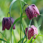 Snakes Head Fritillary Bulbs In The Green (Fritillaria meleagris)