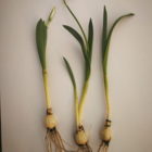 Giant Snowdrop Bulbs In The Green (Galanthus elwesii)