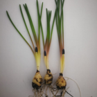 Grape Hyacinth Bulbs In the Green (Muscari neglectum)