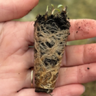 Greater Knapweed Plug Plants (Centaurea scabiosa)