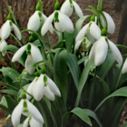Giant Snowdrop Bulbs In The Green (Galanthus elwesii)