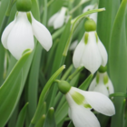Giant Snowdrop Bulbs In The Green (Galanthus elwesii)