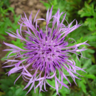 Greater Knapweed Plants (Centaurea scabiosa)