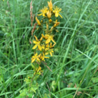 Hairy St Johns Wort Plants Hypericum hirsutum