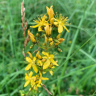 Hairy St Johns Wort Plants Hypericum hirsutum