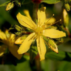 Hairy St Johns Wort Plants Hypericum hirsutum