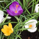 Large Flowering Mixed Crocus In The Green Bulbs