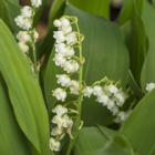Lily of the Valley Bulbs In The Green (Convallaria majalis)