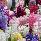 Mixed Hyacinth Bulbs