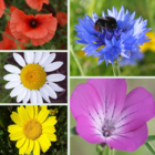 Annual Wildflower Plug Plant Collection