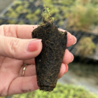 Lady's Bedstraw plug Plants (Galium verum)