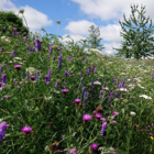 Landscape 34 Wildflower Turf®