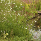 Landscape 34 Wildflower Turf®
