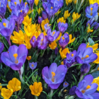 Large Flowering Mixed Crocus In The Green Bulbs