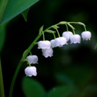 Lily of the Valley Bulbs (Convallaria majalis)