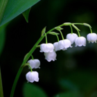Lily of the Valley Bulbs In The Green (Convallaria majalis)