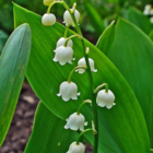 Lily of the Valley Bulbs (Convallaria majalis)