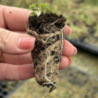 Meadow Buttercup plug Plants (Ranunculus acris)
