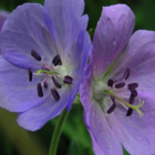 Meadow Cranesbill Plants (Geranium pratense)