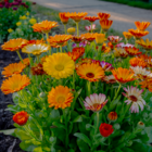 Calendula