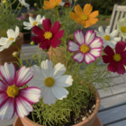 Mixed Cosmos