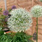 Mount Everest Allium Bulbs