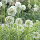 Mount Everest Allium Bulbs