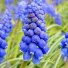 Grape Hyacinth Bulbs (Muscari neglectum)