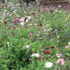 Native Enriched Wildflower Turf®