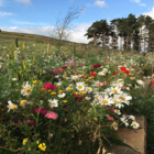 Native Enriched Wildflower Turf®