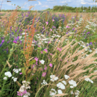 Native Flora Jigsaw Puzzle