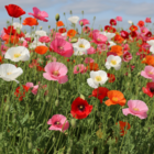 Mixed Poppy