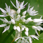 Wild Garlic Bulbs (Allium ursinum)