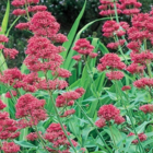 Red Valerian Plants (Centranthus ruber)