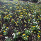 Snowdrop Bulbs (Galanthus nivalis)