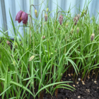 Snakes Head Fritillary Bulbs In The Green (Fritillaria meleagris)